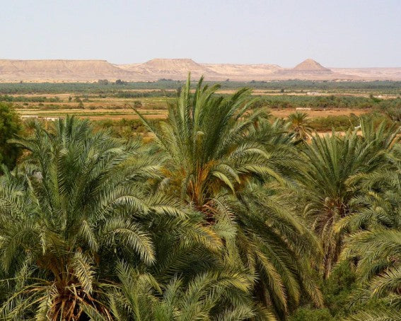 Palm trees with a desert landscape in the background