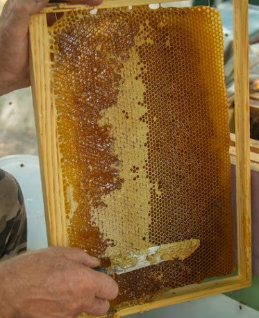 Honeycomb frame held by a person with a blurred background