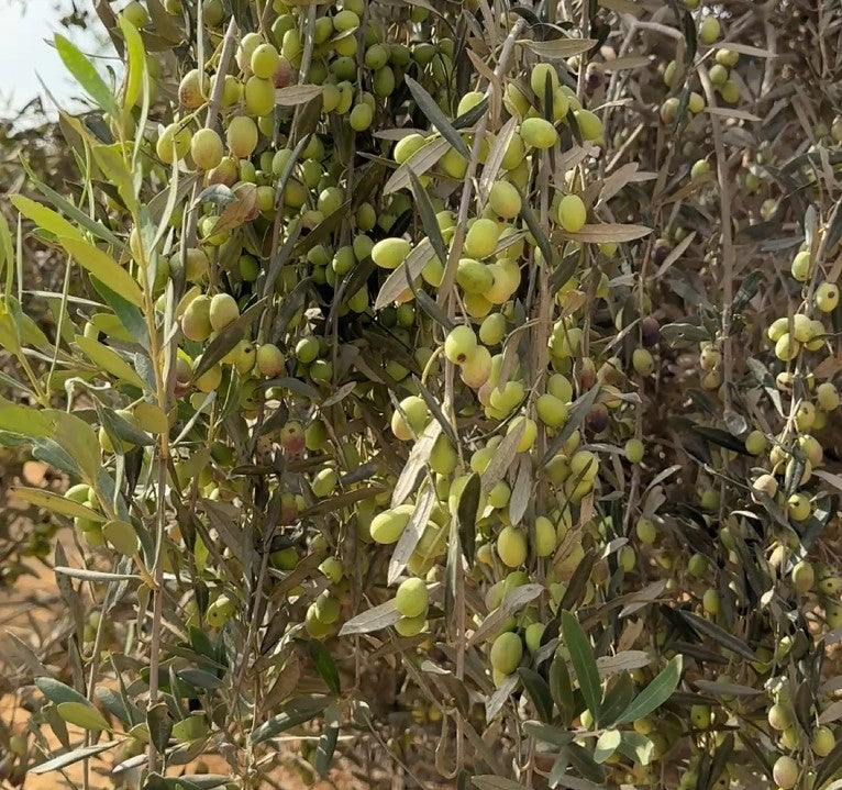 Olive tree with green olives on a sunny day