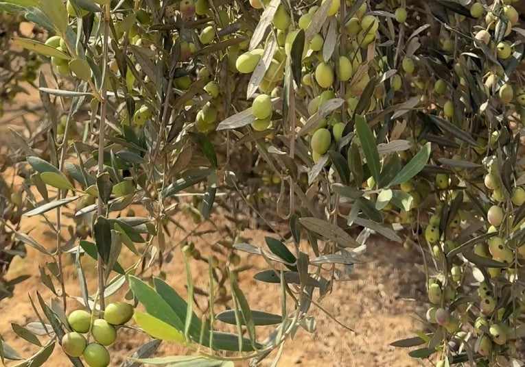 Green olives on an olive tree branch with a blurred background