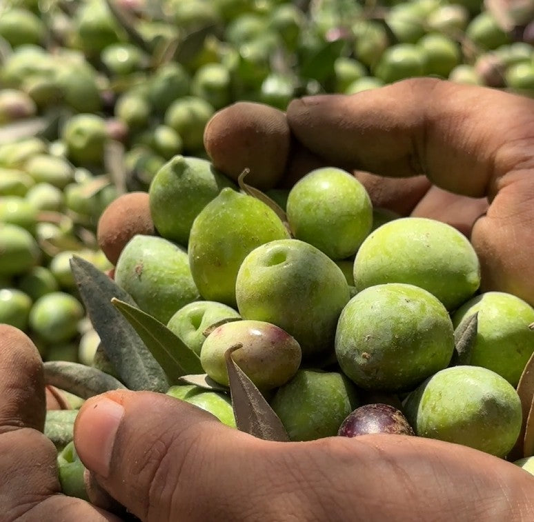 Hands holding green olives with a background of more olives on a tree.