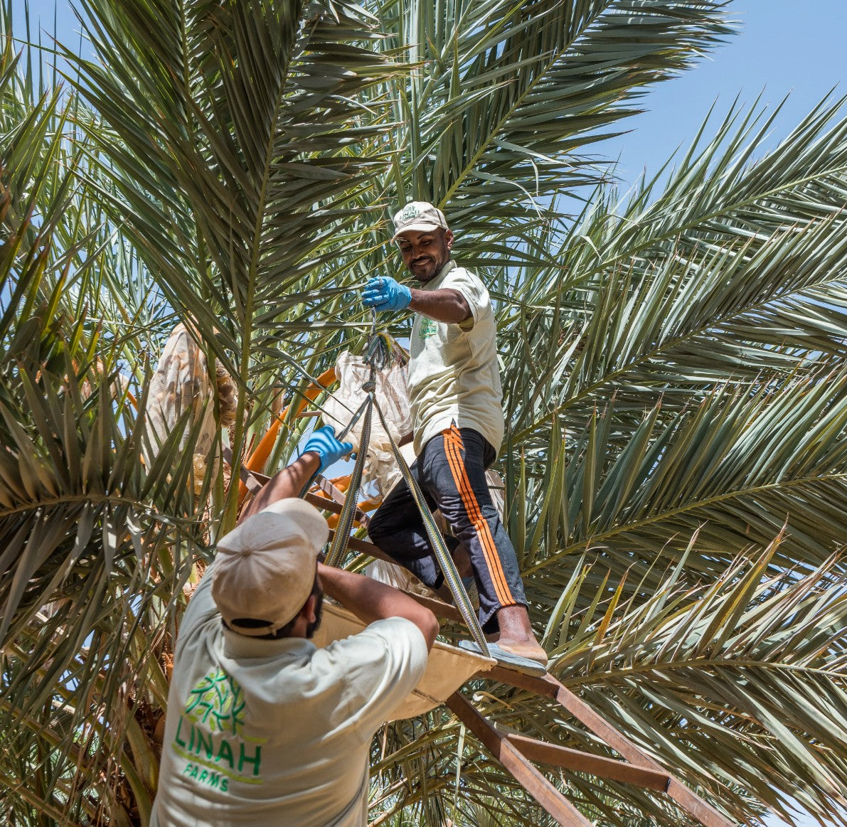 Two workers on a ladder harvesting medjool dates