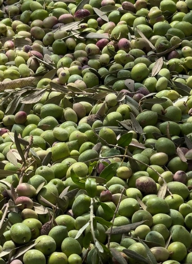 Close-up of green olives with leaves on a branch